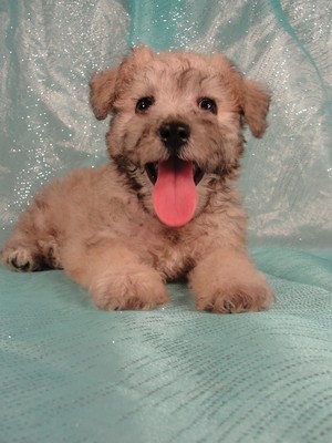 Female schnoodle puppy for sale|Iowa breeder $950